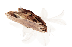 Vanilla Caramel